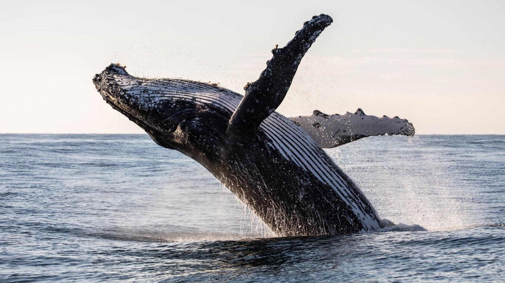 Humpback whale.