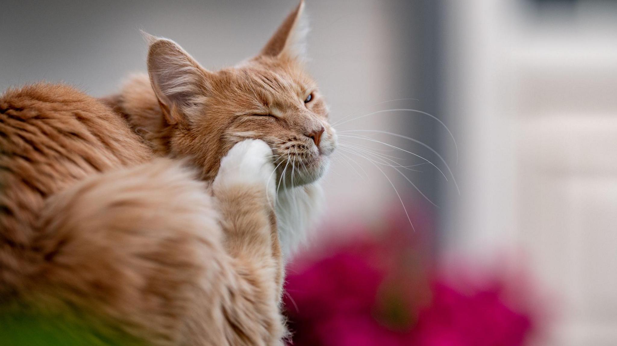 Ginger cat scratching