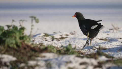 Bird in wetlands