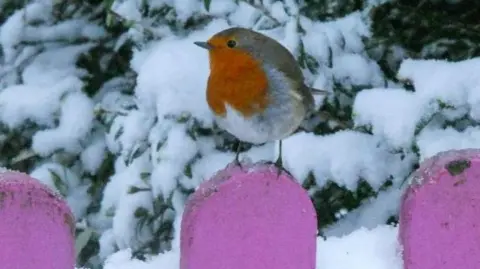 A robin on a fence