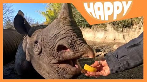 A rhino being fed fruit and the Happy logo