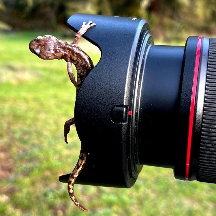 Salamander climbing on a camera lens