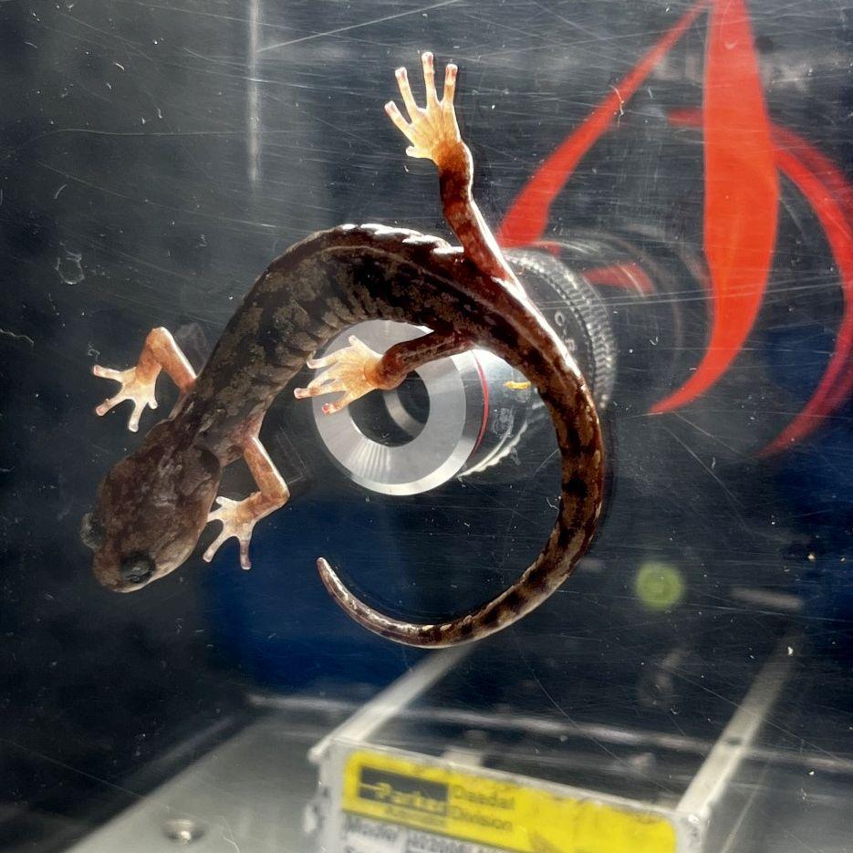 Salamander in front of a screen, it's toes are being looked at by a camera