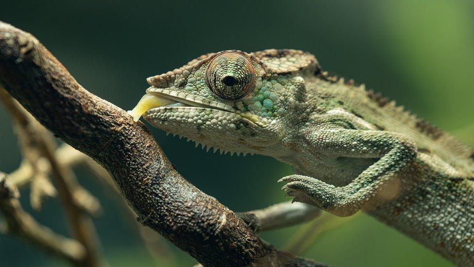 Panther chameleon