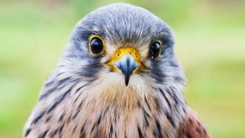 A Kestrel.