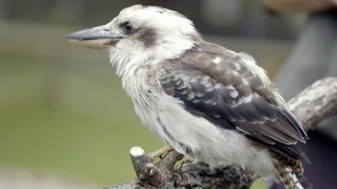 An kookaburra looking at the camera.