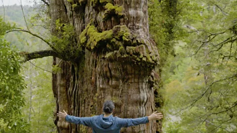 The 5000-year-old tree that holds clues to life and death