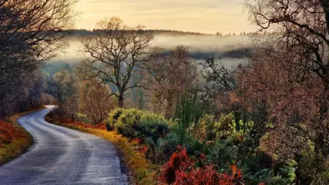 A country road winding off to the left with a brightly coloured forest to the right