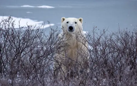 A polar bear