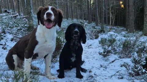 Two spaniel type dogs sit in the snow and ice in a forest in the Scottish Highlands.