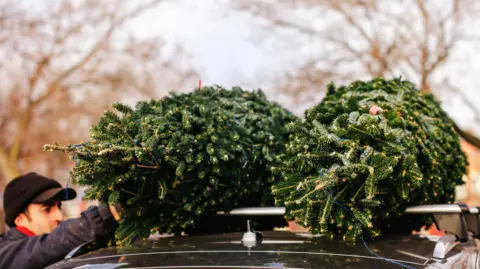 A man ties two Christmas trees to the roof of a car.