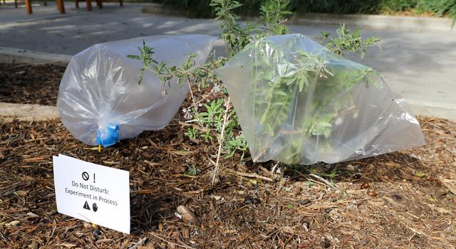 Picture of the setup for the transpiration demo experiment