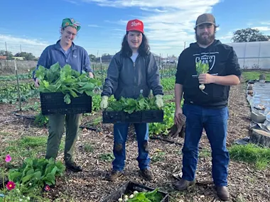 Agricultural Sciences students Molly Brown, Sid Frank and Luke Orona harvest vegetables while experientially learning about horticulture and soil science at Texas State University’s Bobcat Farm. (Photo by Nicole Wagner)