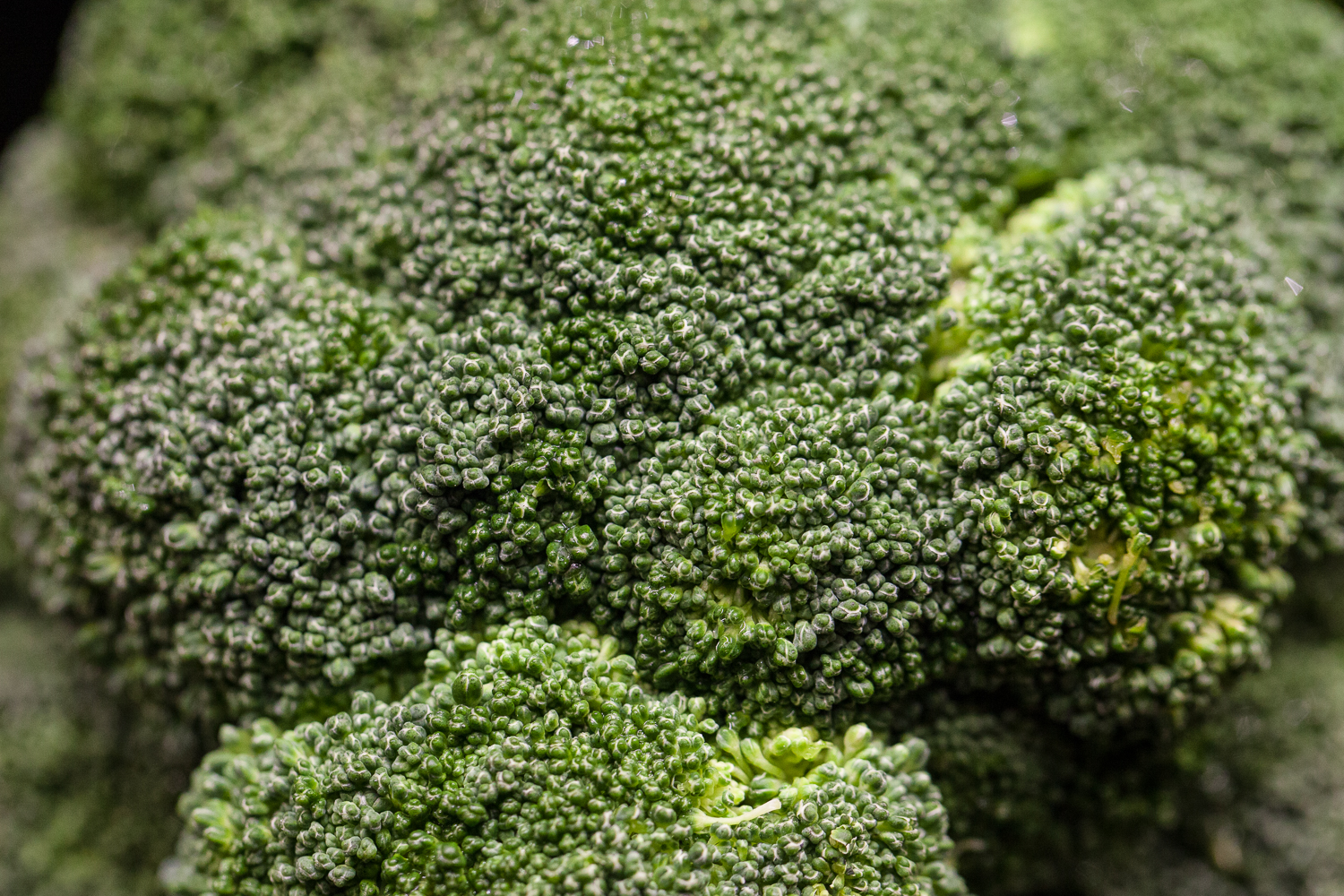 broccoli-organic-produce-department-mana-foods.jpg