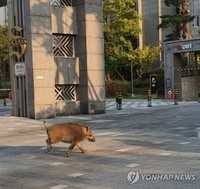  (43) "멧돼지와 마주쳤다면 침착하게 현장 벗어나야"