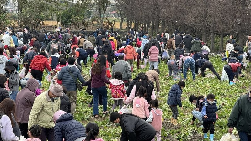 「2025迎春好菜頭親子拔蘿蔔體驗活動」19日在台中市清水區舉行，吸引3000人到場參加，親子體驗農作攜手拔蘿蔔。（民眾提供）中央社記者趙麗妍傳真  114年1月19日