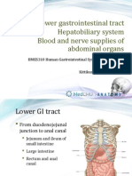 Lower Gastrointestinal Tract