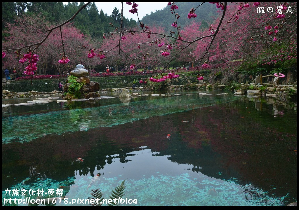 【農夫愛賞花】九族文化村櫻花祭‧炫爛漂亮的台灣第一夜櫻/日月潭纜車/一日遊 @假日農夫愛趴趴照