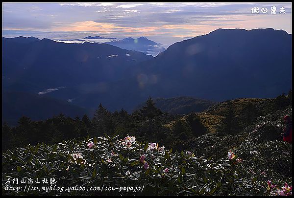 【南投景點】石門山拍玉山杜鵑＆合歡山常見鳥類 @假日農夫愛趴趴照