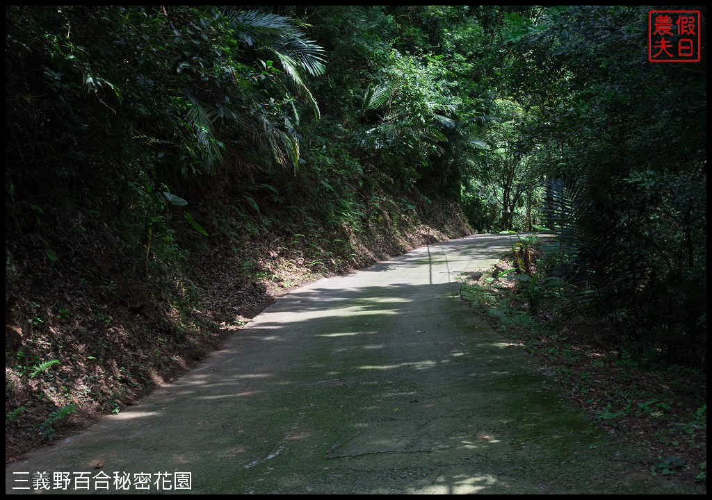 三義野百合秘密花園．一年只開放一次的美麗/免費參觀|苗栗旅遊 @假日農夫愛趴趴照