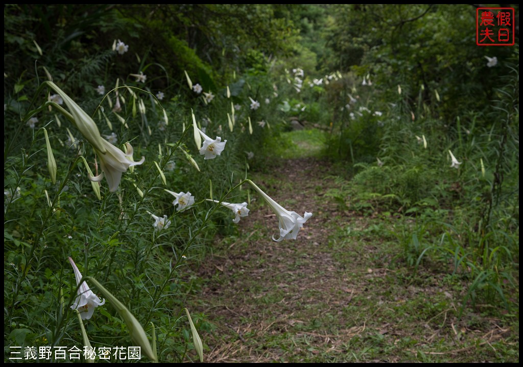 三義野百合秘密花園．一年只開放一次的美麗/免費參觀|苗栗旅遊 @假日農夫愛趴趴照