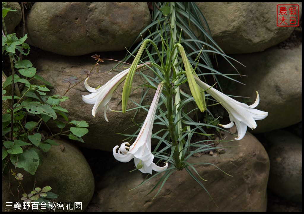 三義野百合秘密花園．一年只開放一次的美麗/免費參觀|苗栗旅遊 @假日農夫愛趴趴照