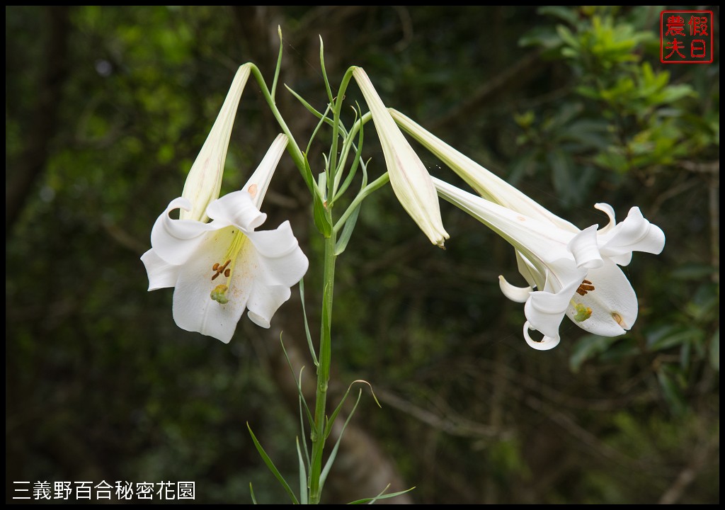 三義野百合秘密花園．一年只開放一次的美麗/免費參觀|苗栗旅遊 @假日農夫愛趴趴照