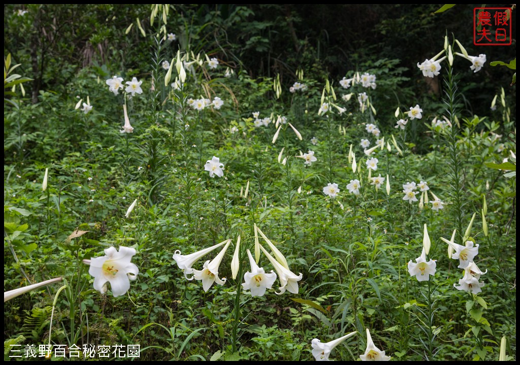 三義野百合秘密花園．一年只開放一次的美麗/免費參觀|苗栗旅遊 @假日農夫愛趴趴照