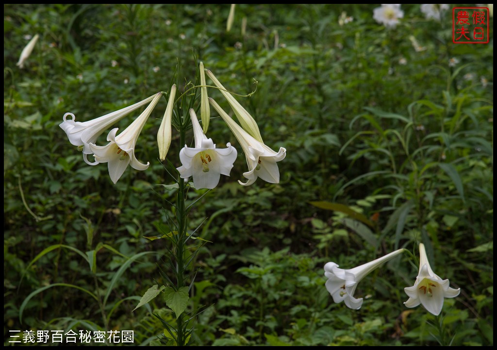 三義野百合秘密花園．一年只開放一次的美麗/免費參觀|苗栗旅遊 @假日農夫愛趴趴照