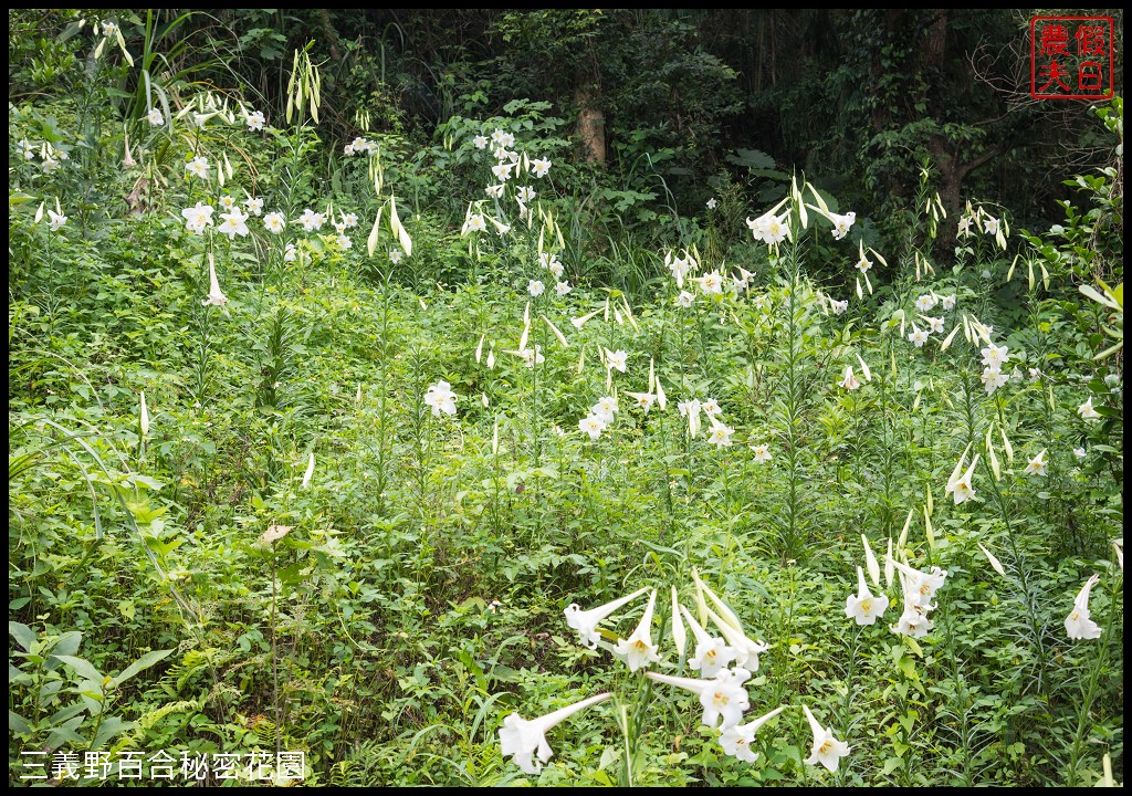 三義野百合秘密花園．一年只開放一次的美麗/免費參觀|苗栗旅遊 @假日農夫愛趴趴照