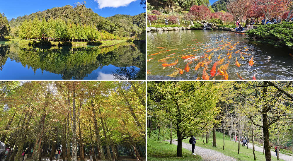 三義野百合秘密花園．一年只開放一次的美麗/免費參觀|苗栗旅遊 @假日農夫愛趴趴照