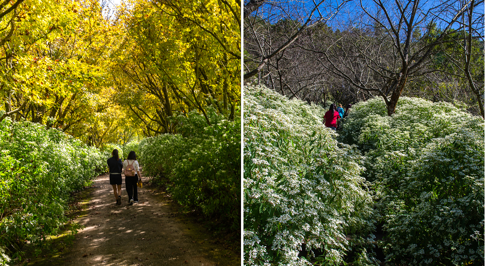 三義野百合秘密花園．一年只開放一次的美麗/免費參觀|苗栗旅遊 @假日農夫愛趴趴照