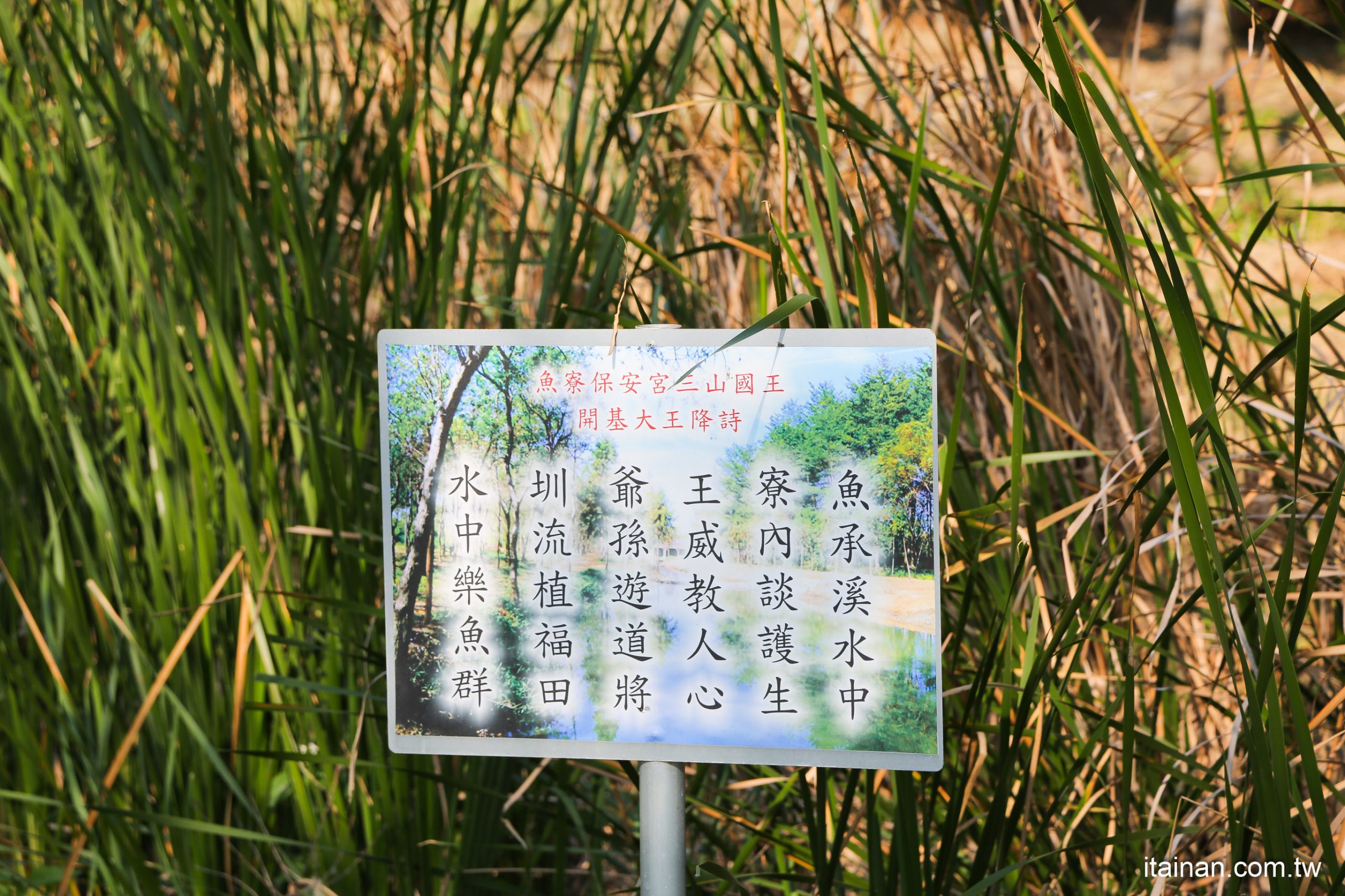 嘉義旅遊景點｜彷彿置身忘憂森林一般的「魚寮遺址新祕境」落羽松步道水中倒影超吸睛、龍貓隧道找尋宮崎駿動畫中的龍貓!