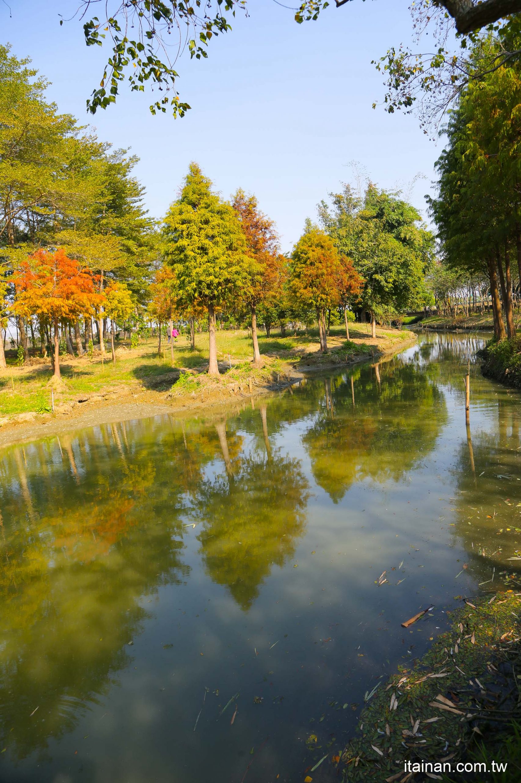 嘉義旅遊景點｜彷彿置身忘憂森林一般的「魚寮遺址新祕境」落羽松步道水中倒影超吸睛、龍貓隧道找尋宮崎駿動畫中的龍貓!