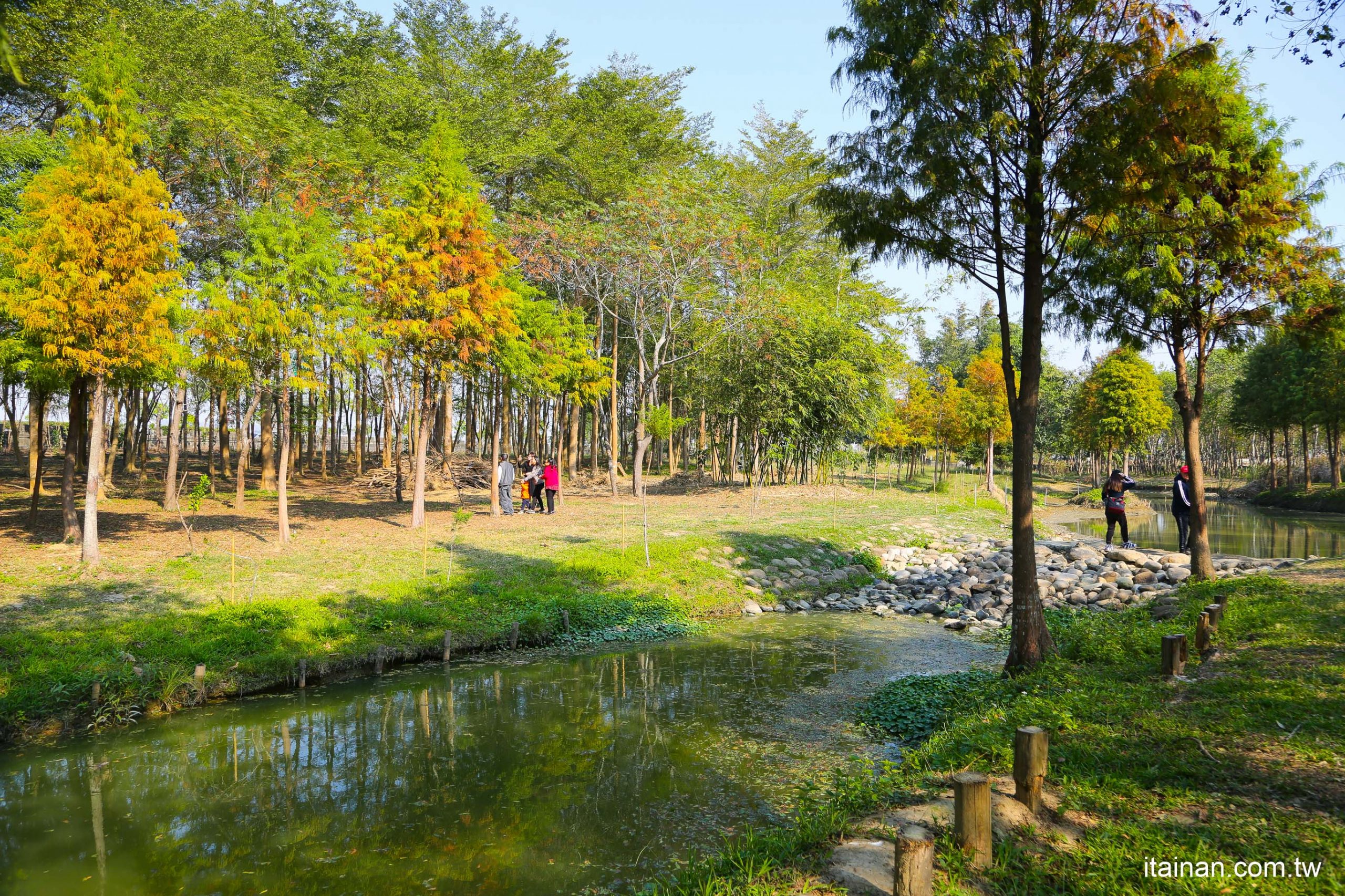 嘉義旅遊景點｜彷彿置身忘憂森林一般的「魚寮遺址新祕境」落羽松步道水中倒影超吸睛、龍貓隧道找尋宮崎駿動畫中的龍貓!