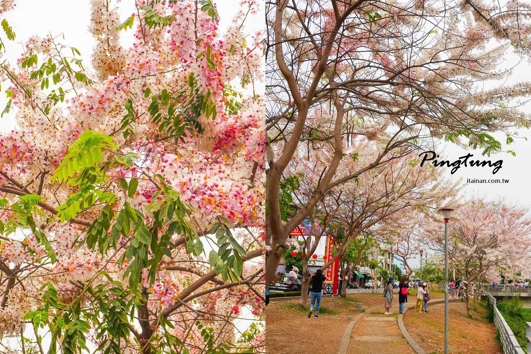 粉紅三月櫻浪漫綻放!偽出國，一秒到大邱「屏東潮州河濱公園」｜潮州鎮民治溪畔河濱公園｜屏東旅遊｜屏東景點