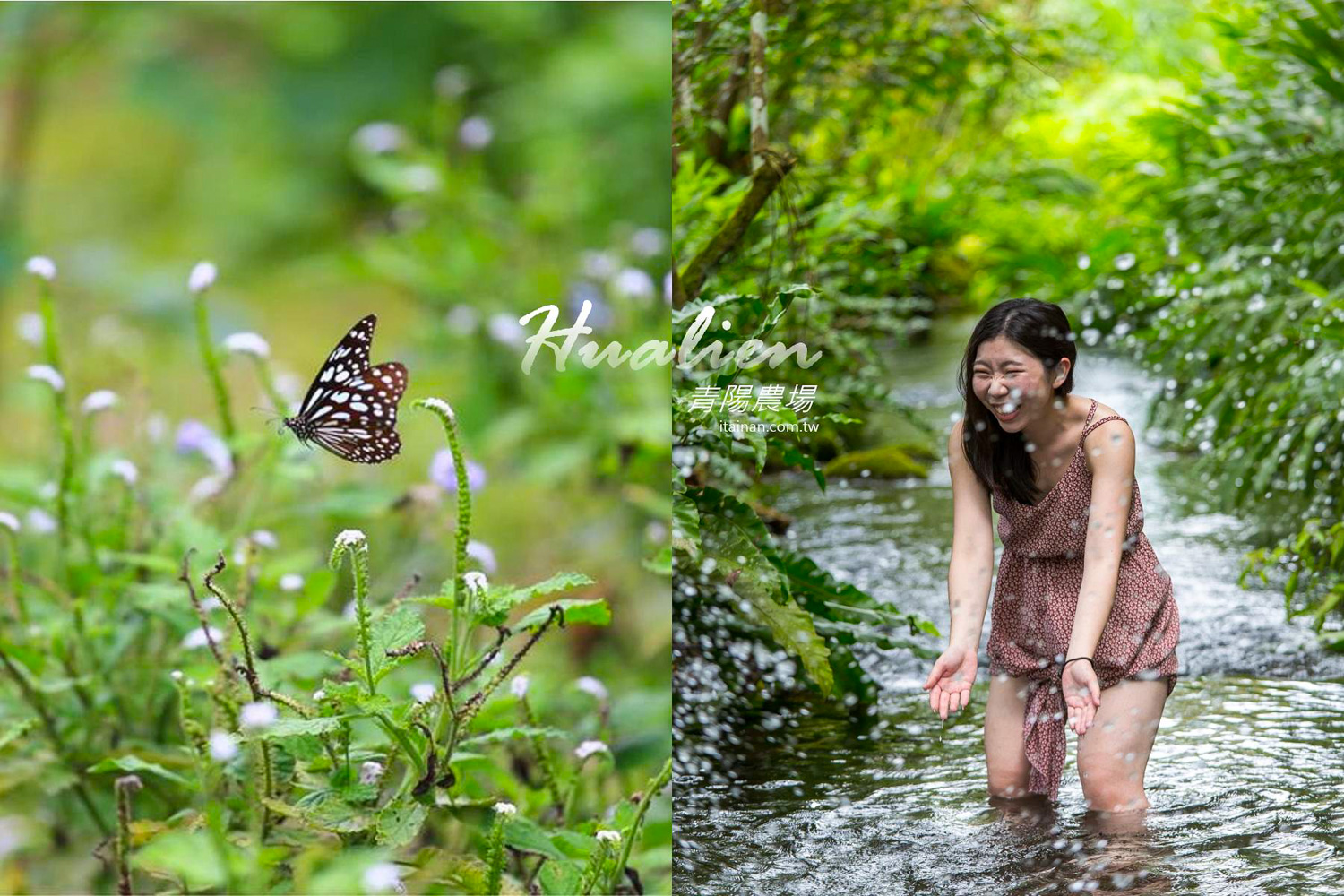 宛如世外桃源的秘境，花蓮版亞馬遜河~花蓮壽豐鄉「青陽農園」致力推動生命教育、傳達友善生命，不養蝴蝶卻有著蝴蝶滿園飛的自然生態區