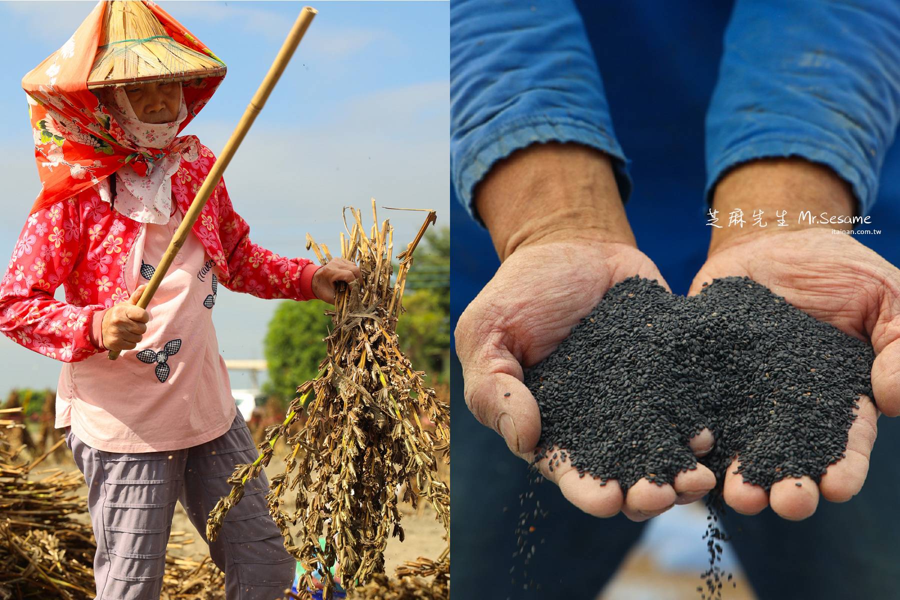 粒粒皆辛苦~一年的辛勞在收成時每一棍、一棍打下時期待完美變身!西港「芝麻先生」的胡麻田區一日油學胡麻採收初體驗