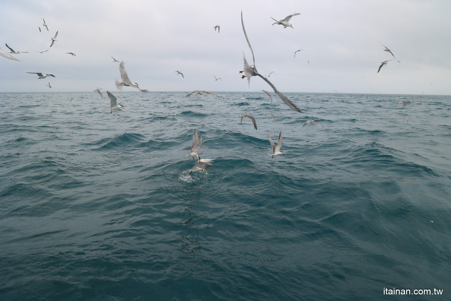 澎湖「春之賞鷗季」南海跳島賞鷗遊程~七美島/東吉嶼/南方四島追燕鷗、澎湖藍洞秘境、雙心石滬一次看!