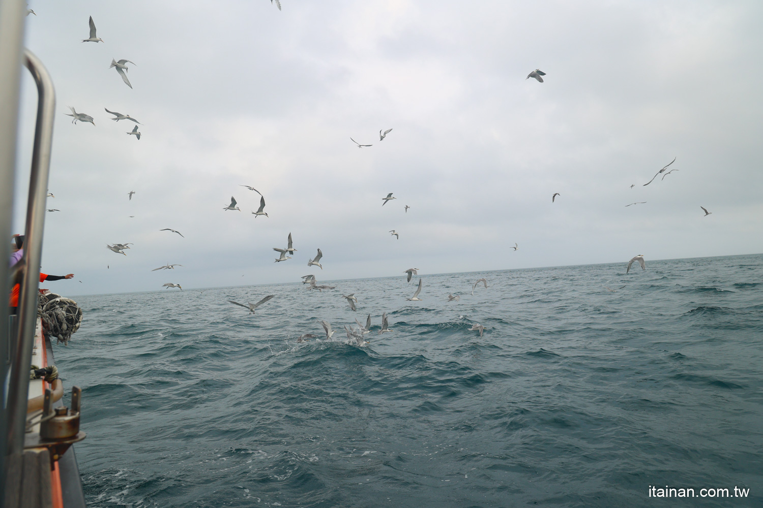 澎湖「春之賞鷗季」南海跳島賞鷗遊程~七美島/東吉嶼/南方四島追燕鷗、澎湖藍洞秘境、雙心石滬一次看!