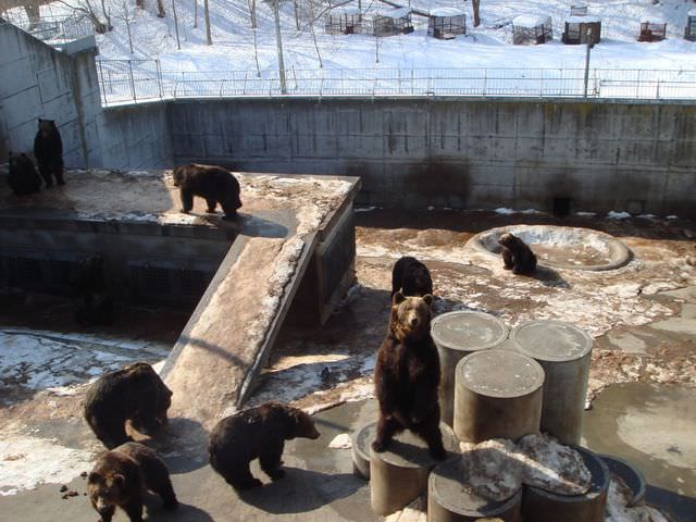 [Hokkaido] DAY4昭和新山熊牧場