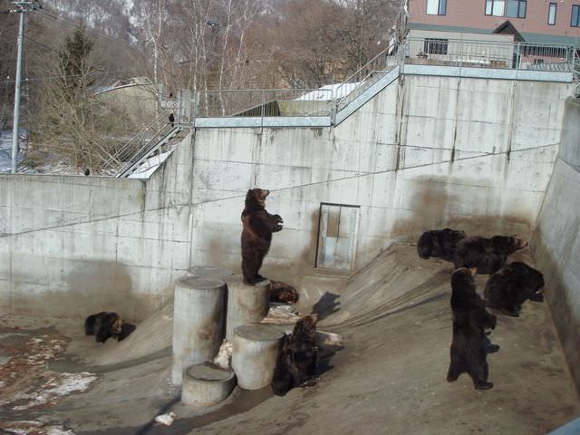 [Hokkaido] DAY4昭和新山熊牧場