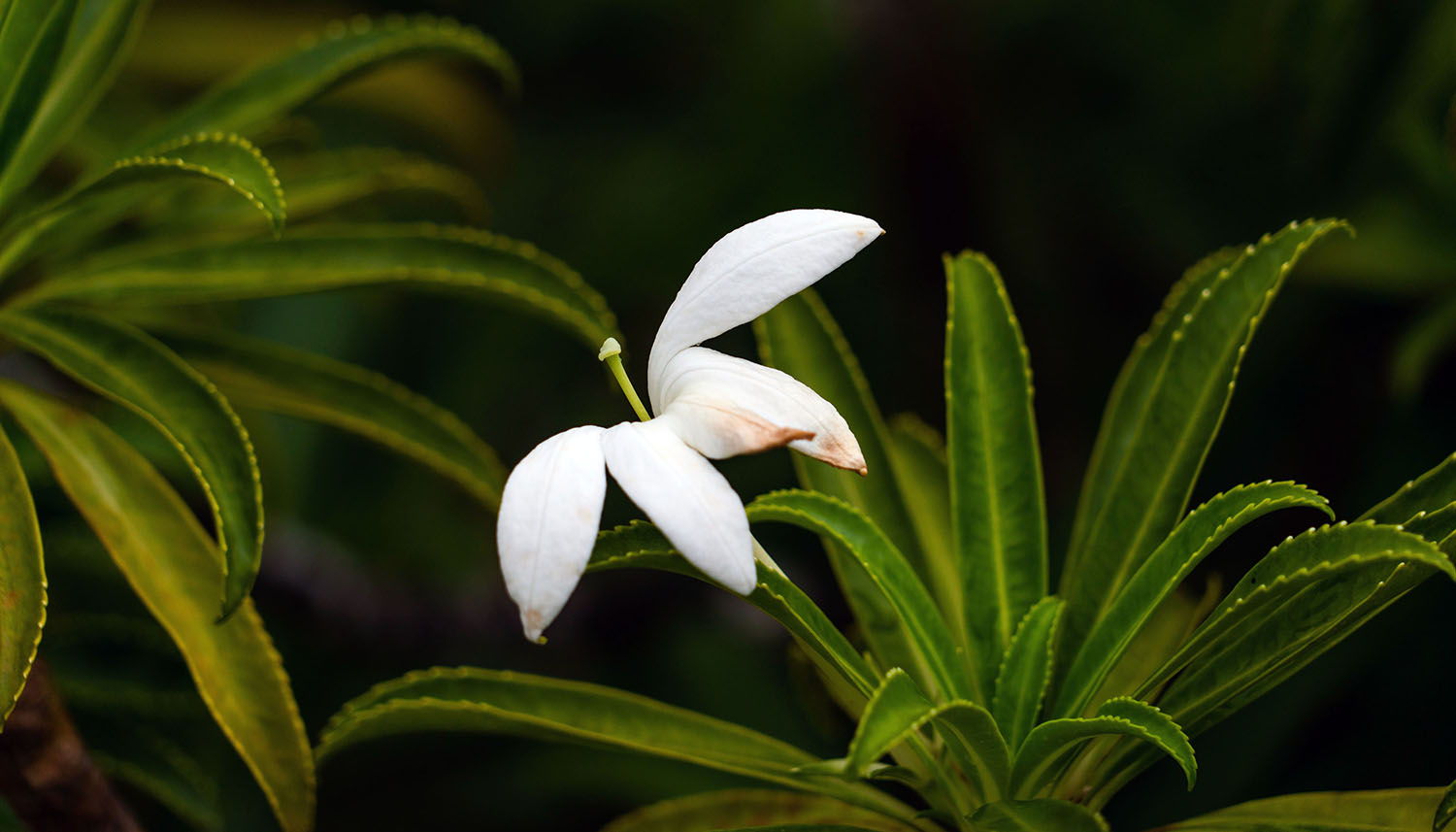 One in three plants call islands home, now more than half are under threat