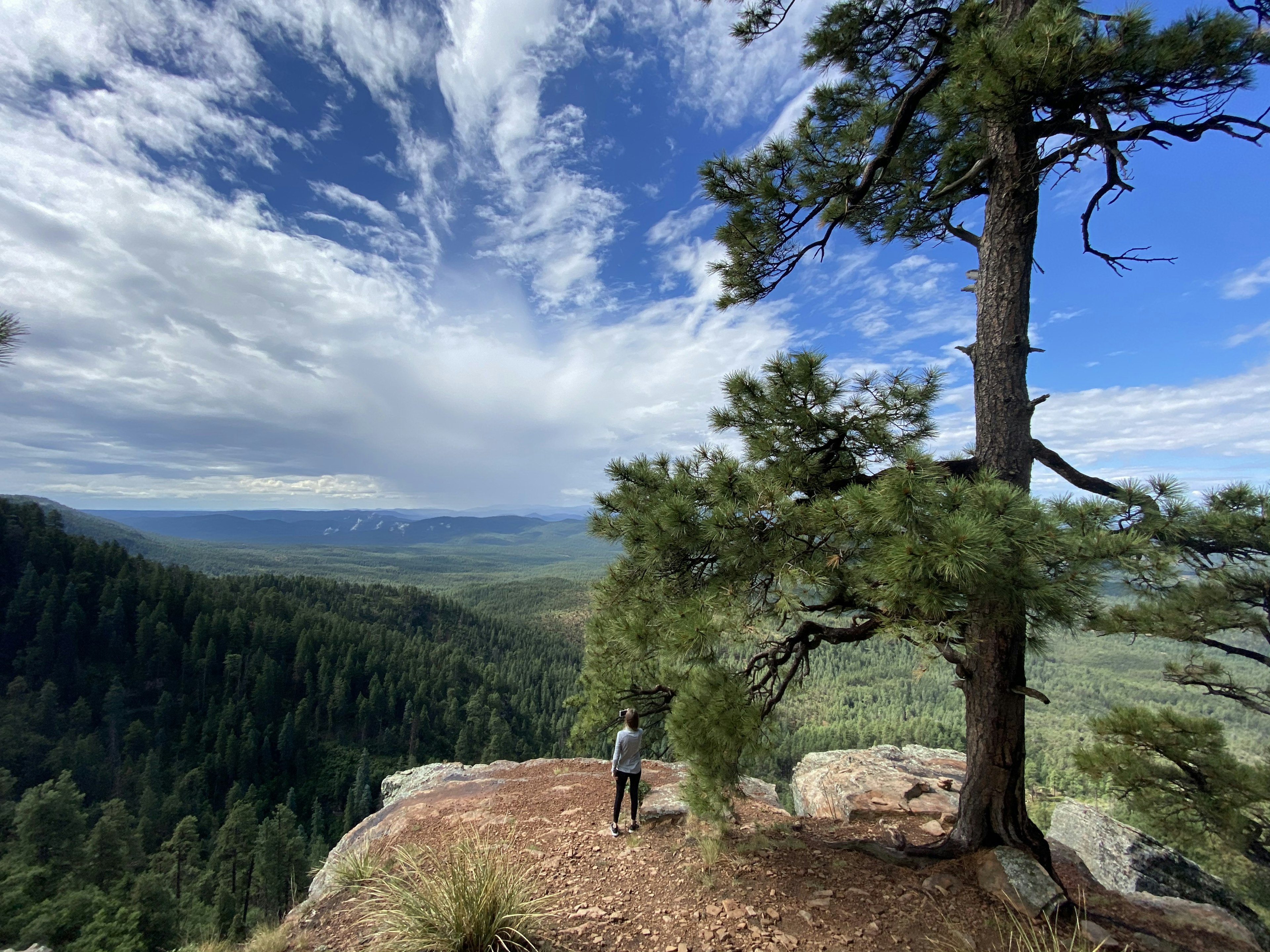 Next to a tall, gnarled pine tree, a woman stands at an rocky ledge overlooking a valley with a pine forest and mountains in the distance, Mogollon Rim, Arizona, USA