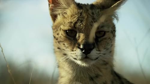 Watch Planet Earth II Official Trailer