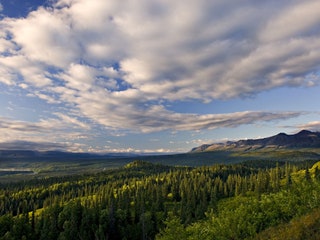 Image may contain Plant Tree Fir Abies Conifer Nature and Outdoors