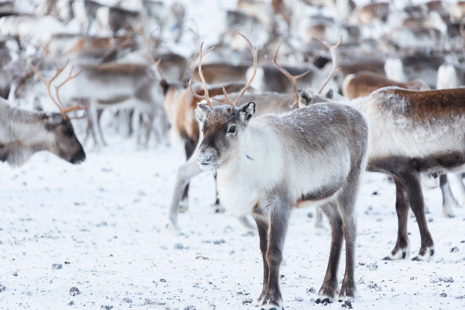 Lapland Sweden Reindeer Abisko National Park