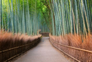 Arashiyama Bamboo Grove Japan