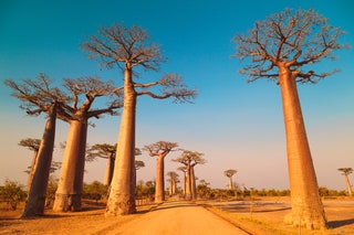 Avenue of the Baobabs Madagascar