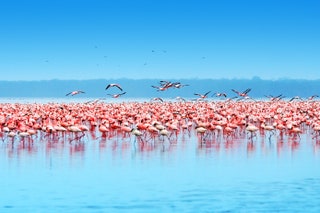 Image may contain Animal Flock Bird and Flamingo